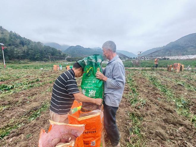 党建引领产业旺 坝区红薯富农家