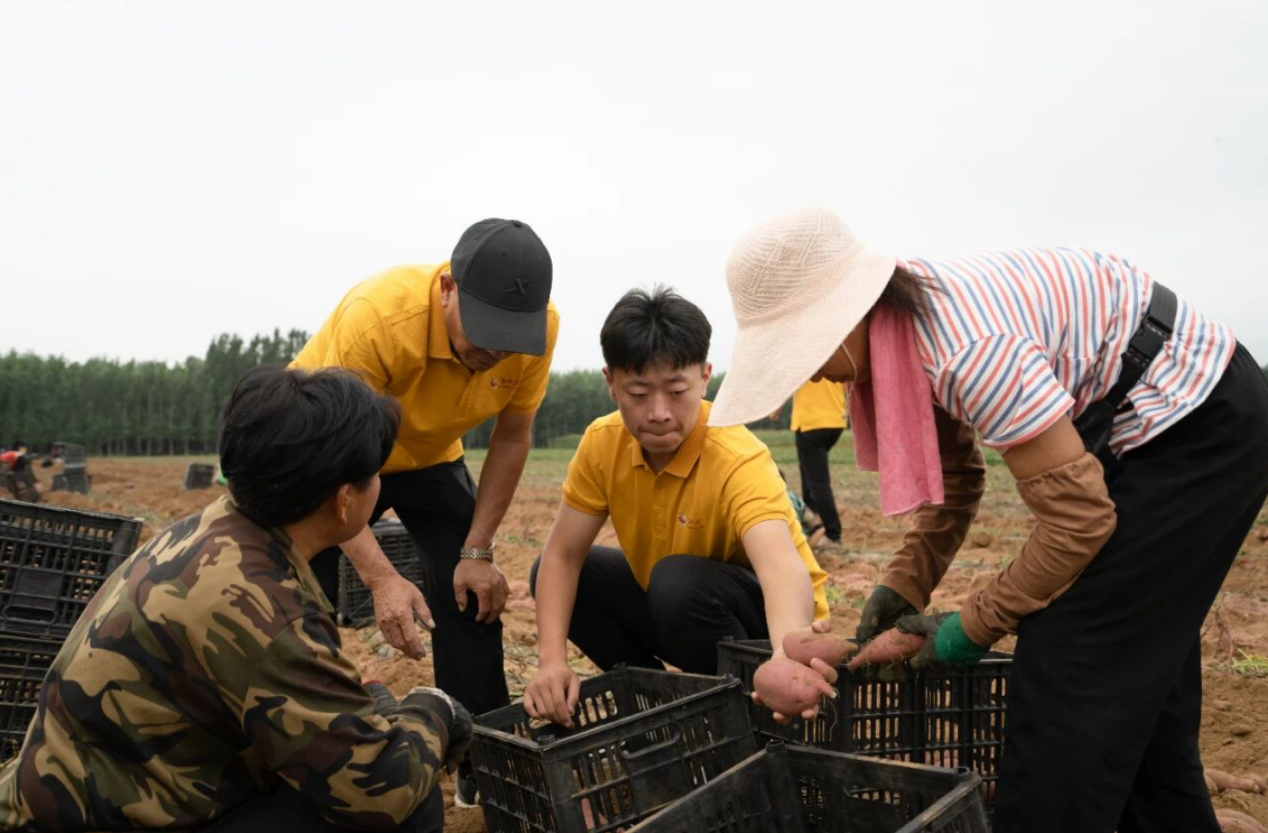 河北曲阳:红薯丰收采挖忙 农民致富有“薯”光