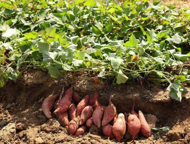 红薯种植技巧全解析:从选种到收获的丰收指南